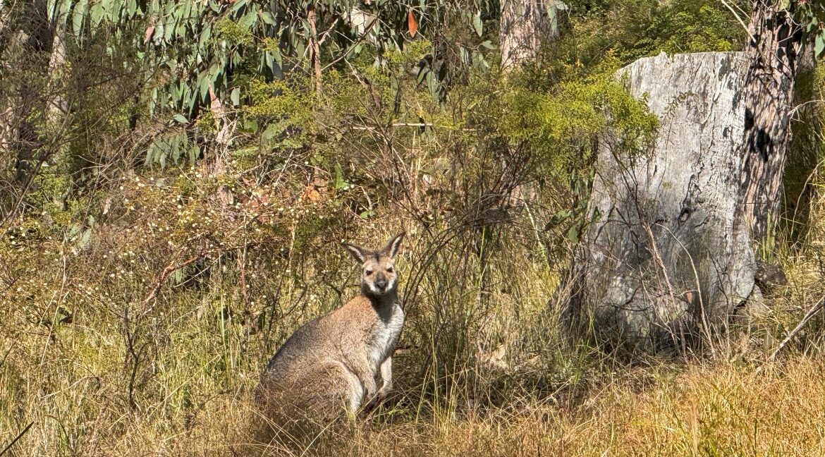 Kangaroo