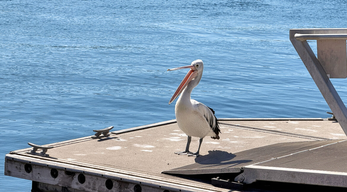 Pelican